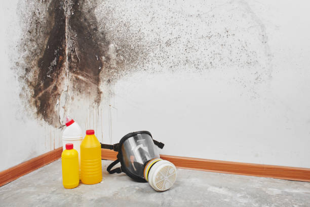 Best Crawl Space Mold Removal  in Buchanan, MI