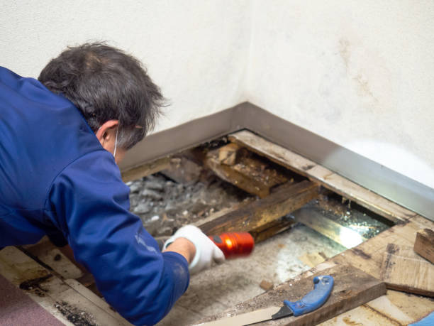 Best Mold Removal Near Me  in Buchanan, MI