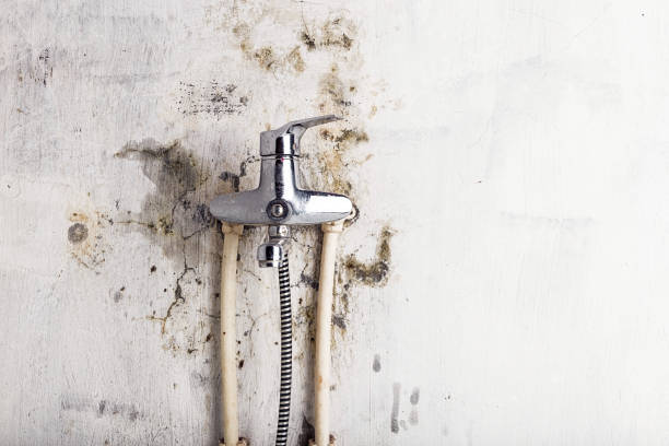 Best Fast Mold Removal  in Buchanan, MI