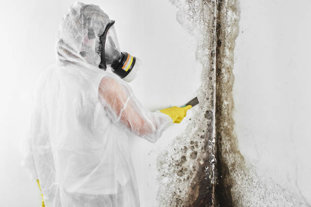 Best Mold Testing  in Buchanan, MI