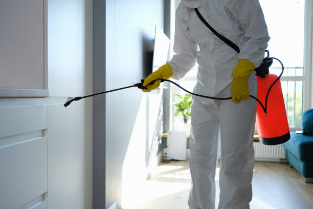 Best Local Mold Removal Service  in Buchanan, MI