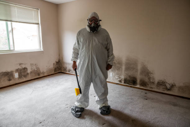 Best Mold Testing and Removal  in Buchanan, MI