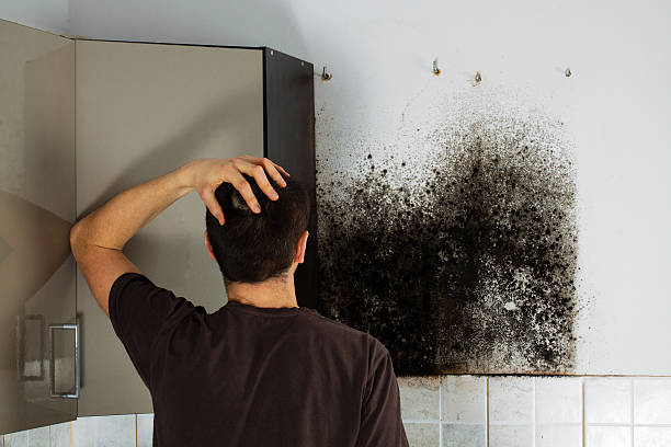 Professional Mold Removal in Buchanan, MI