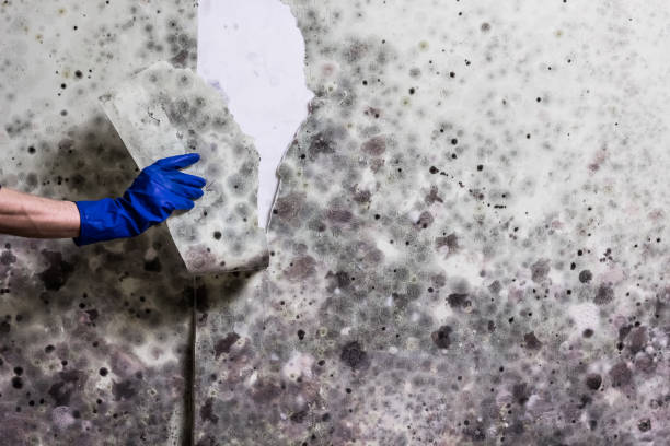 Best Commercial Mold Removal  in Buchanan, MI