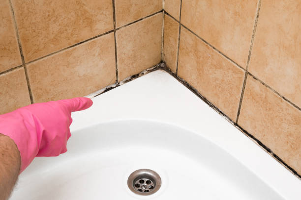 Best Residential Mold Removal  in Buchanan, MI