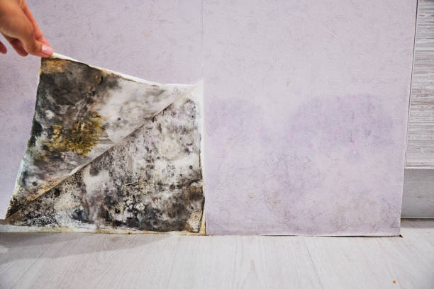 Best Residential Mold Removal  in Buchanan, MI